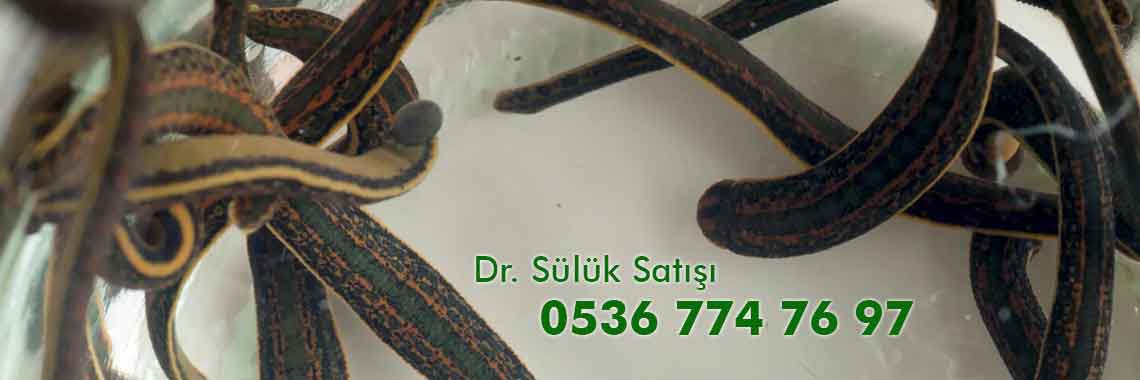 Sülük Terapisi Tedavisi Eğitimi Kursu